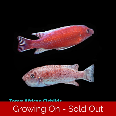 4 x 4-6cm Labeotropheus trewevasae "Chilumba Red " READY NOW